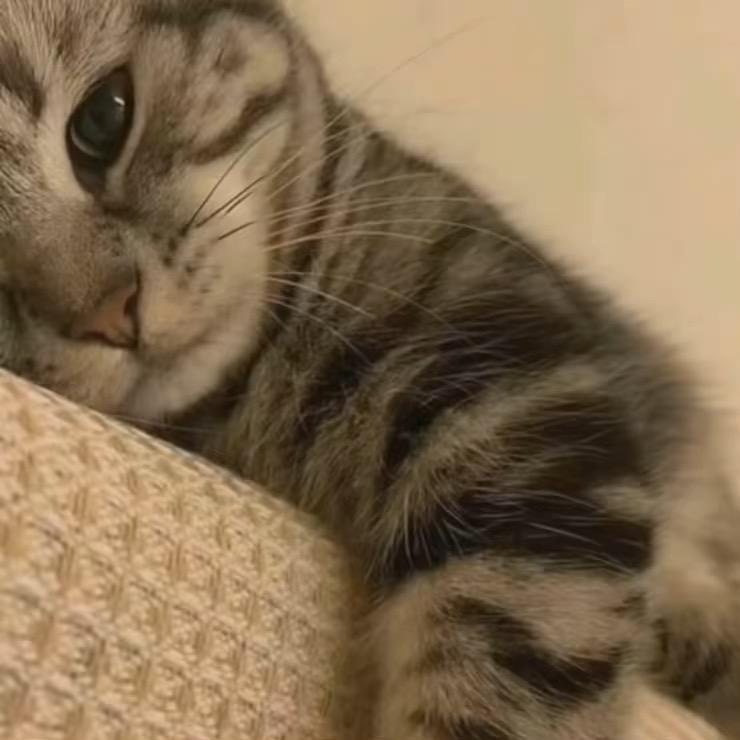 小猫^
