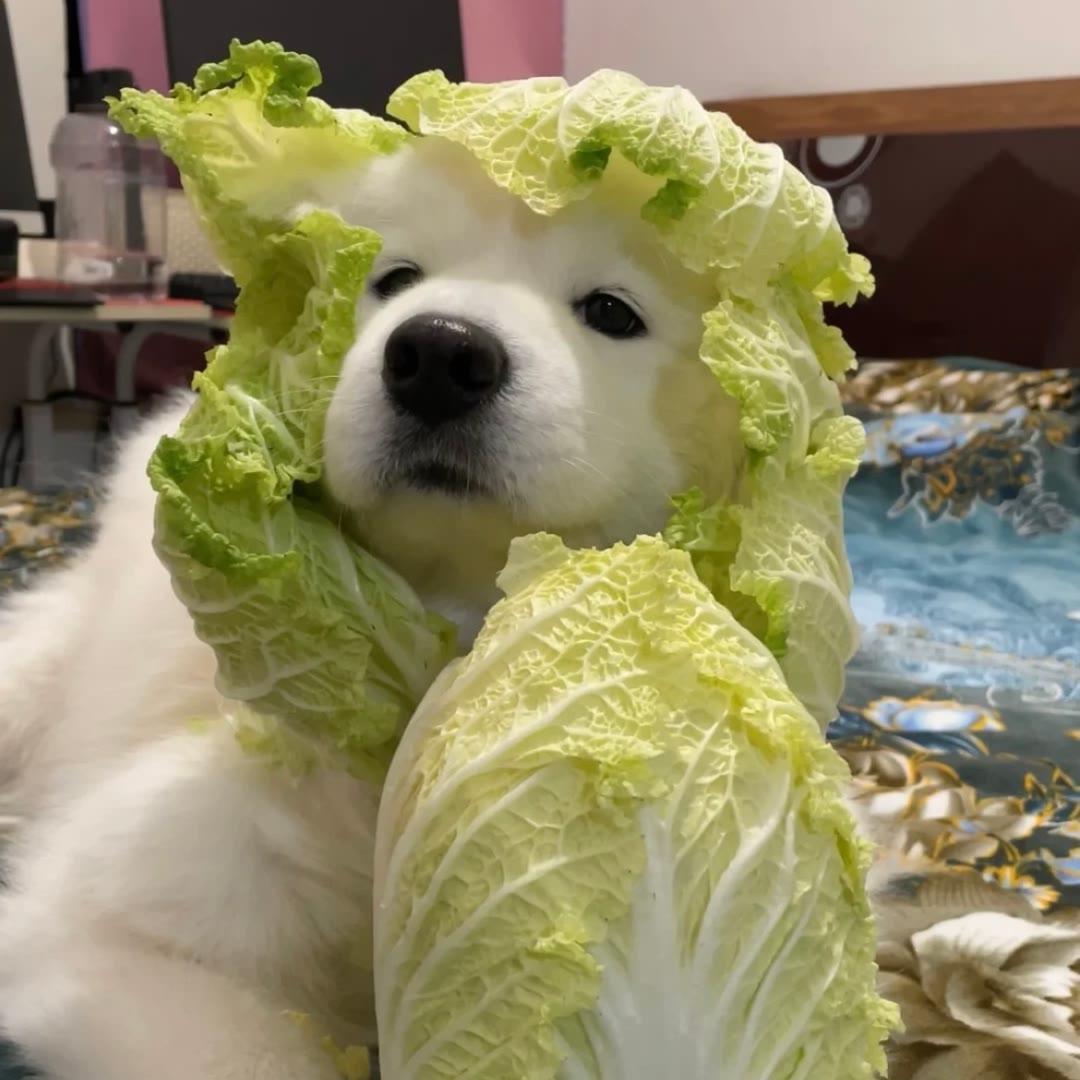 漂洋。