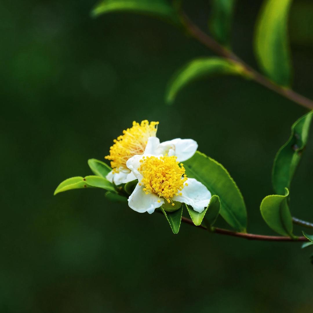 百年茶树盆景素材
