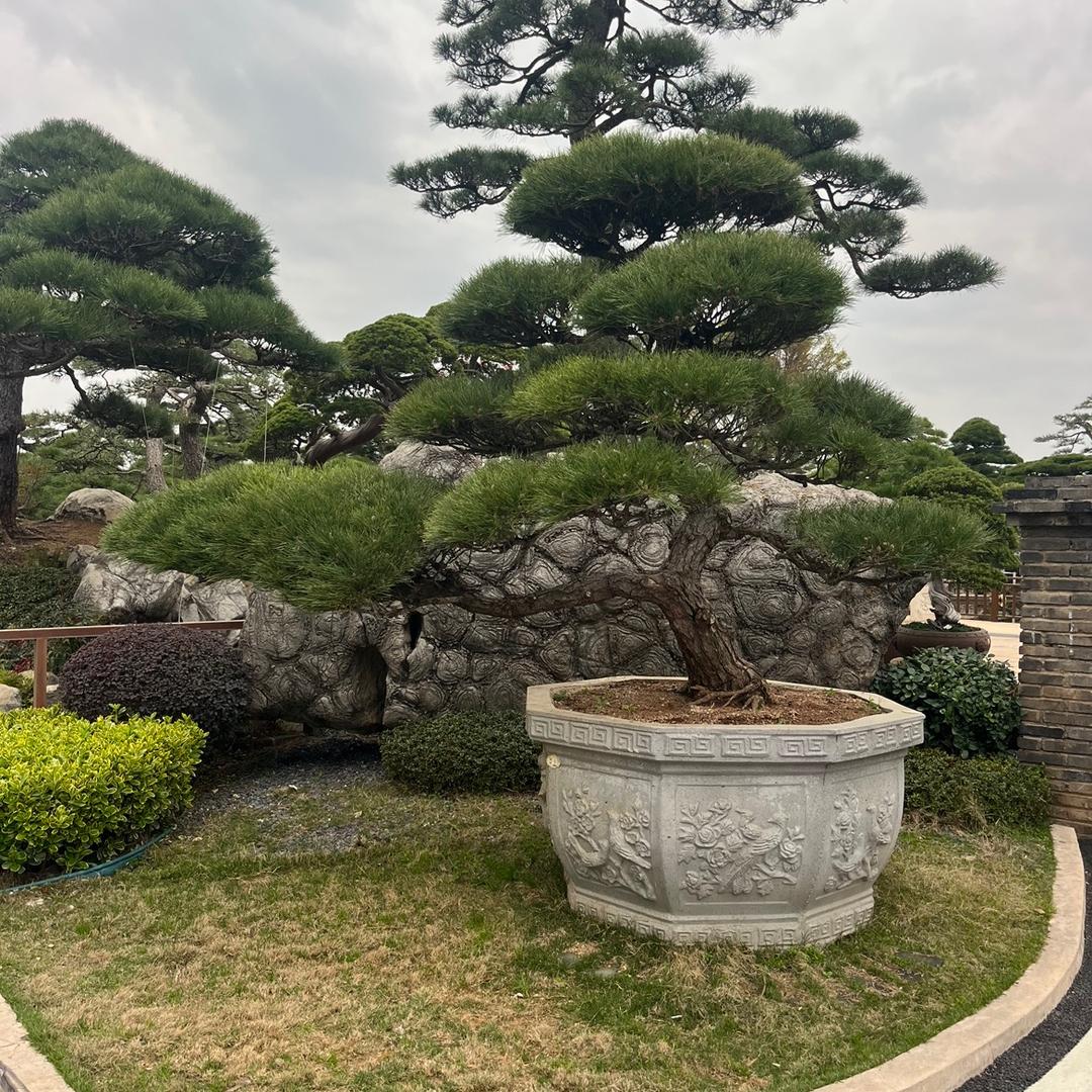 业之修盆景艺术