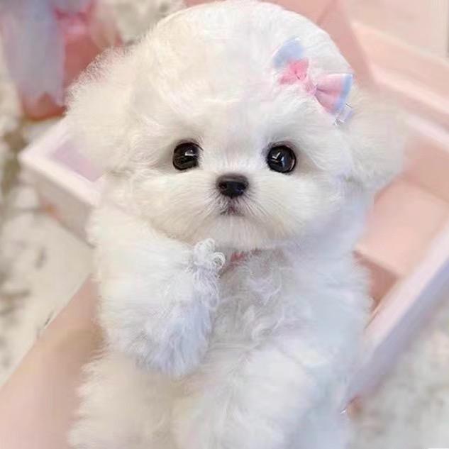 萌萌哒汪汪大队