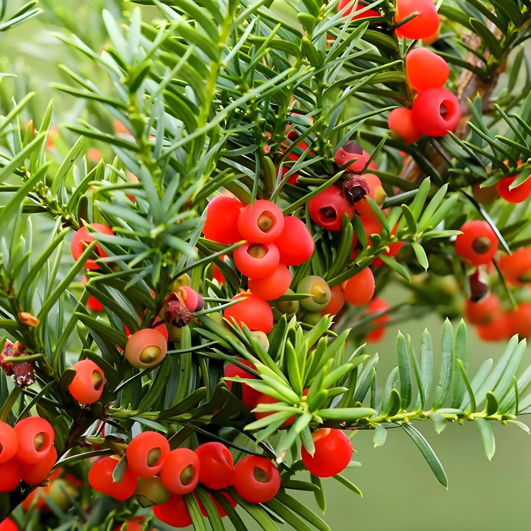 泰岳红豆杉好货严选店