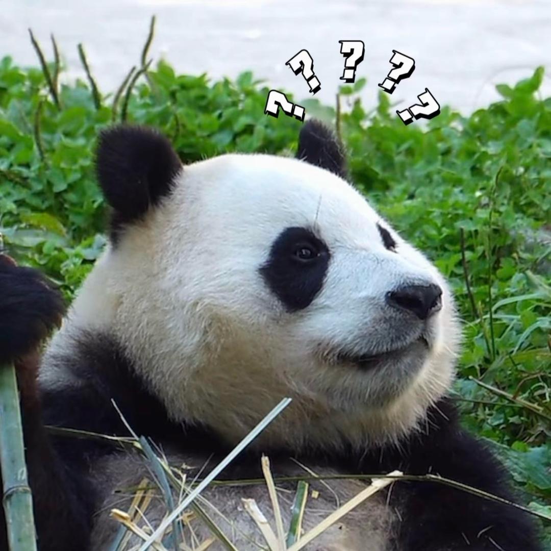 Rain弗洛伊德