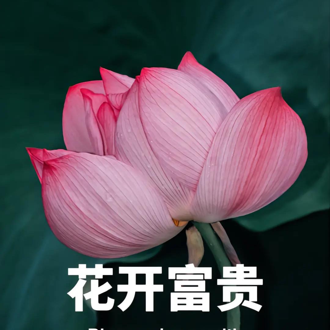 花开富贵堂