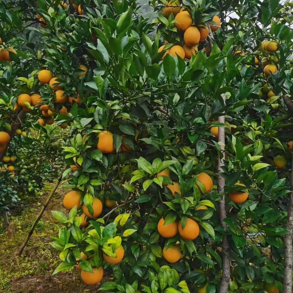 阿鱼水果
