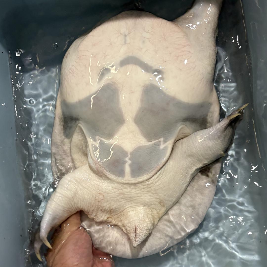 京山市大侠水产品店