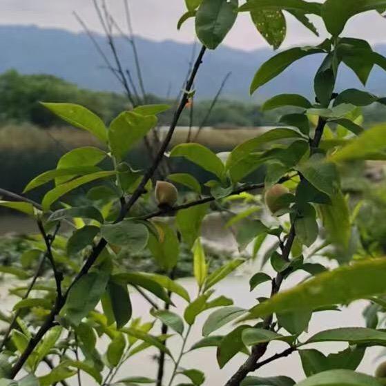 福泽57