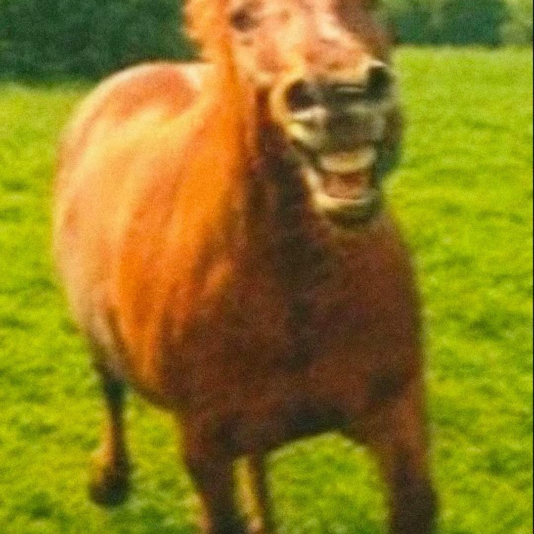 骑着超雄老奶奶闯红灯的西伯利亚凶残悍匪