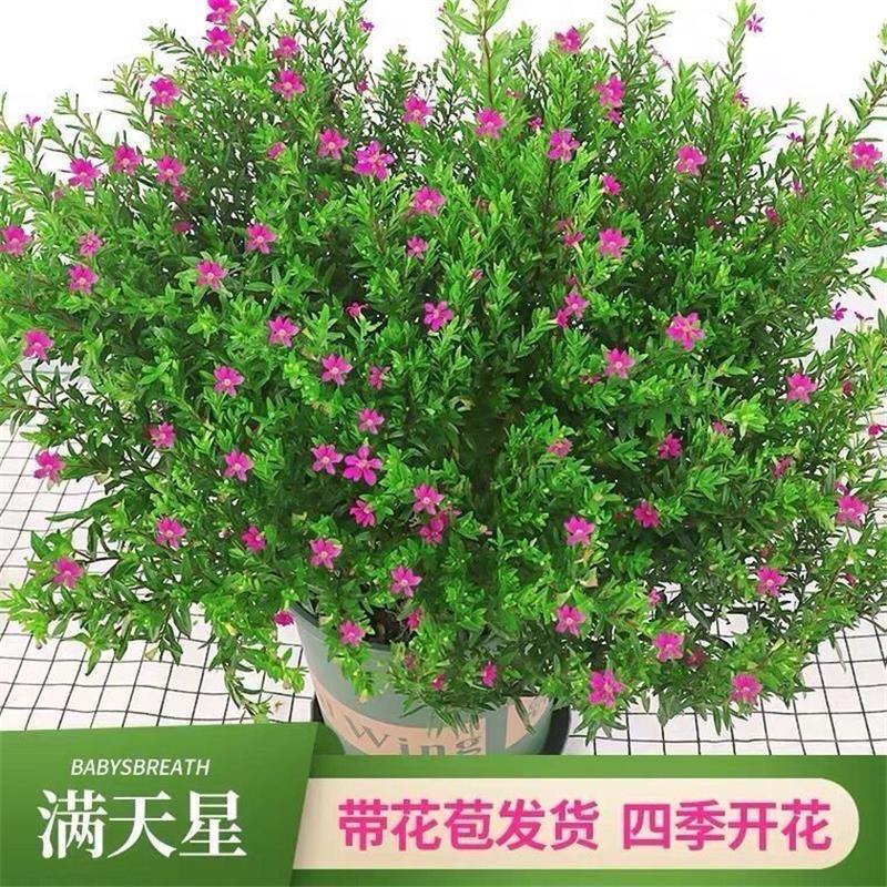 小毅的花园1