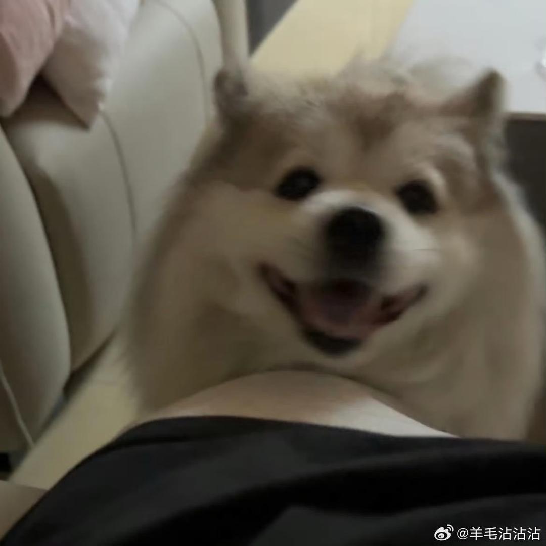 羊毛沾