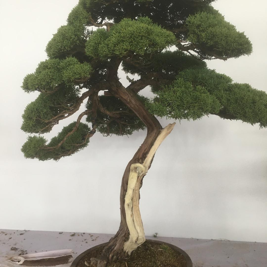 找树挖树.找苗起苗.做到基地到工地