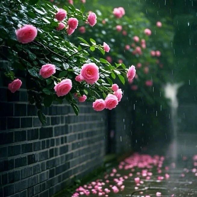 锦李🌸