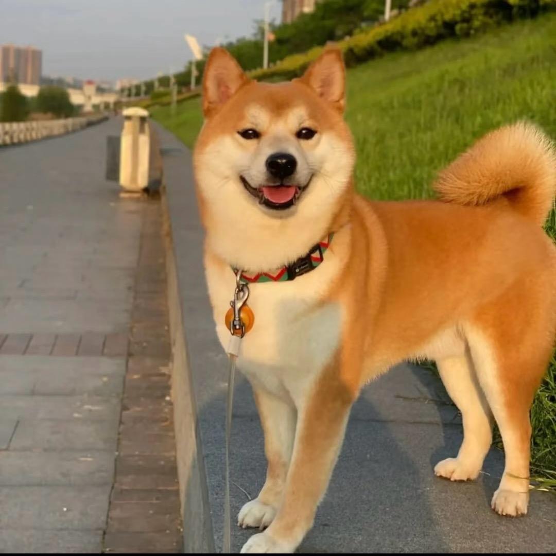 猫猫狗狗是我的全部