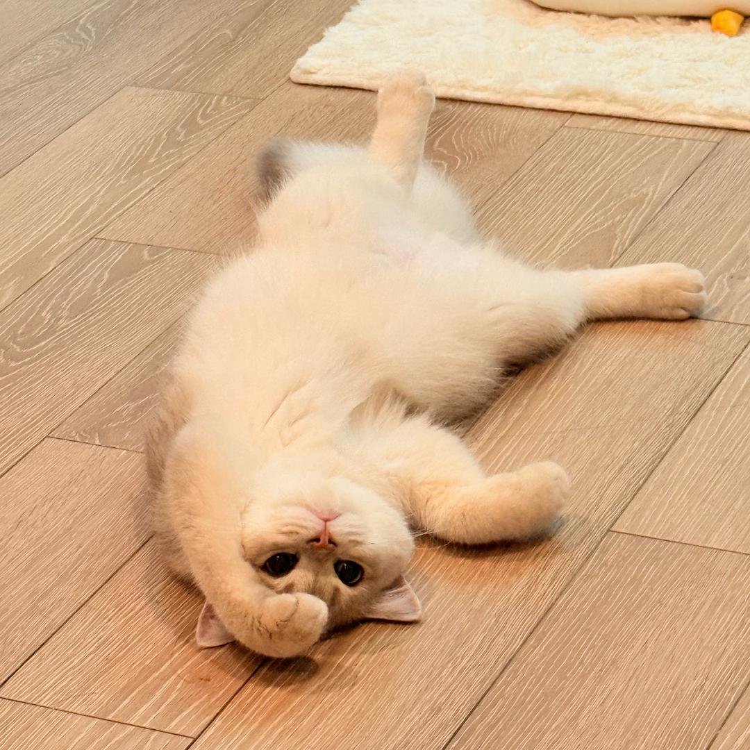 板板