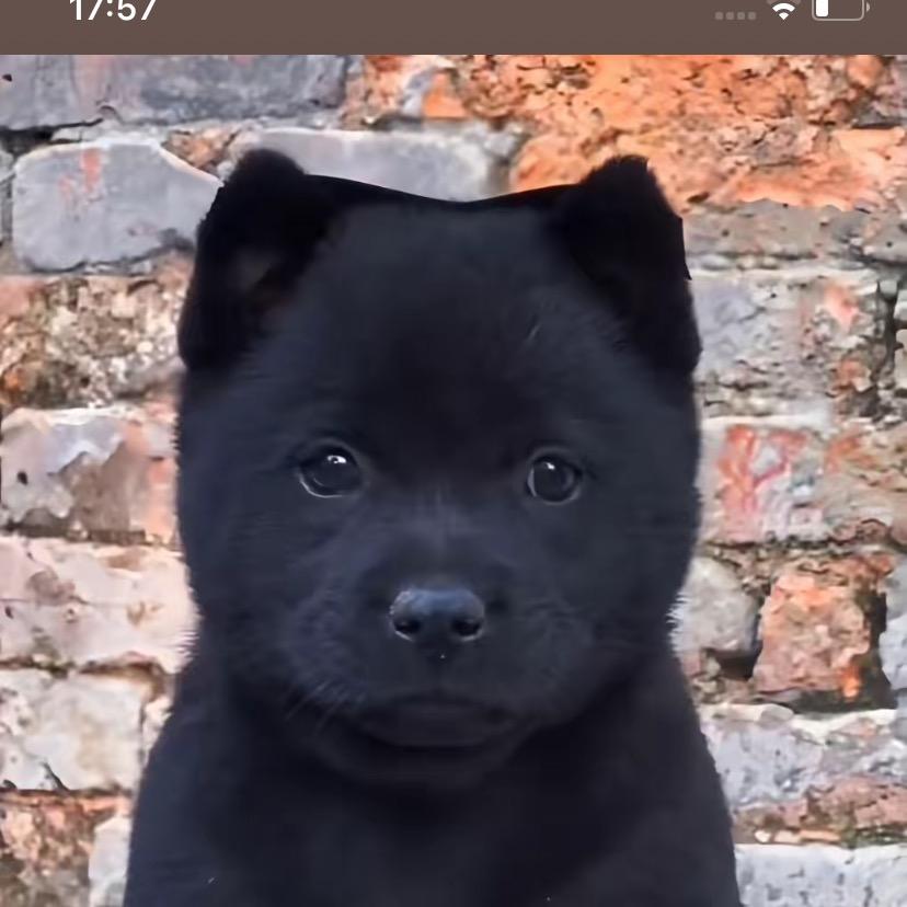 喜欢田园犬