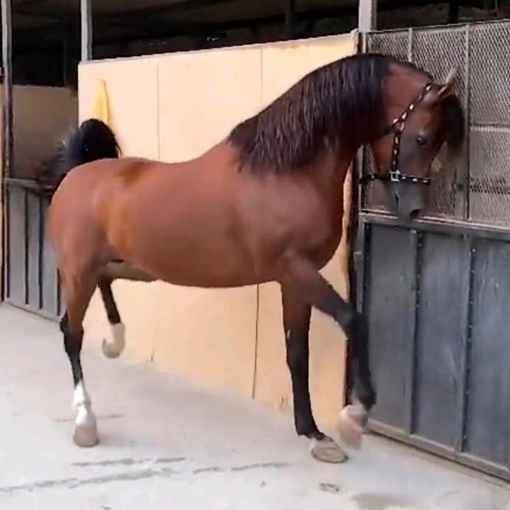 名扬馬赤驾马前行