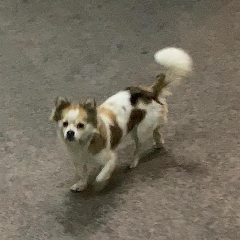 路明非