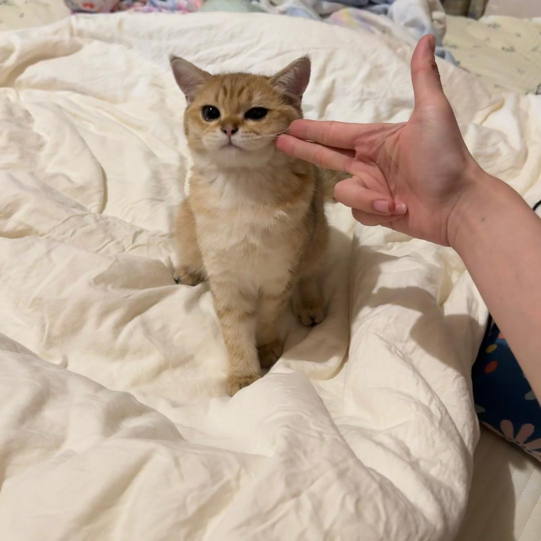 栯栯