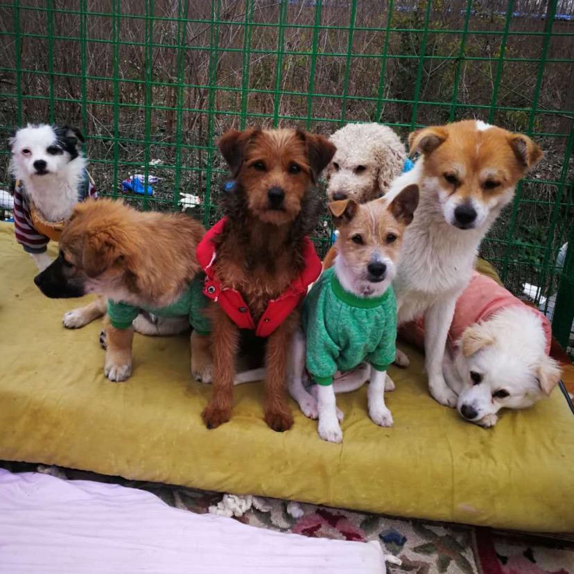 兴化市民间流浪动物救助之家