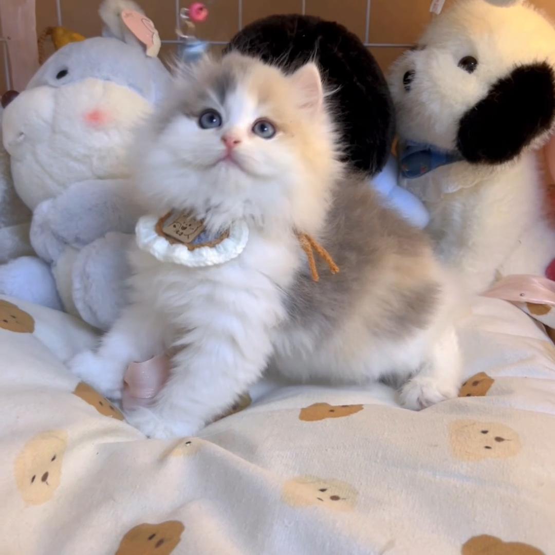 只爱好猫🐱