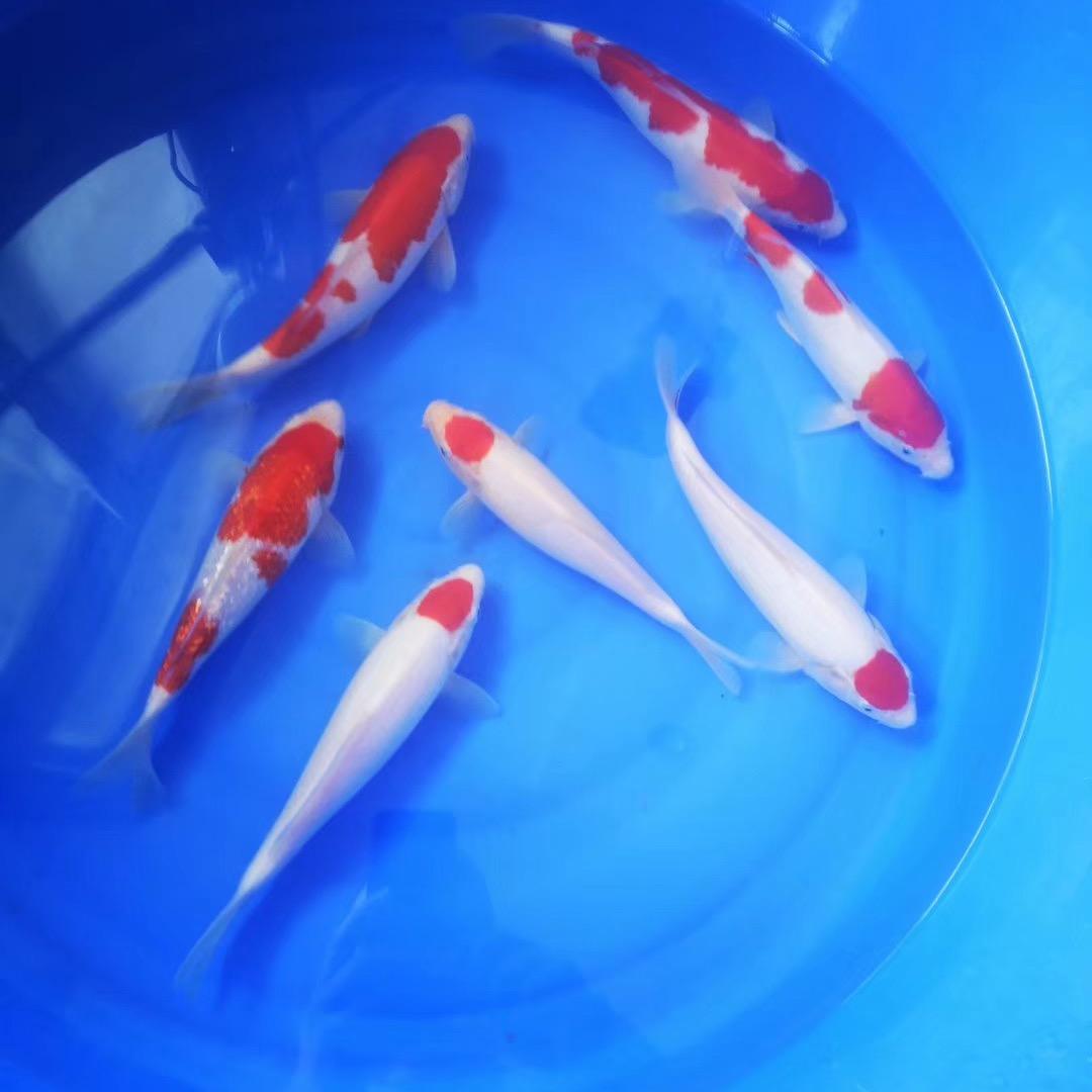 建始长彦观赏鱼养殖基地