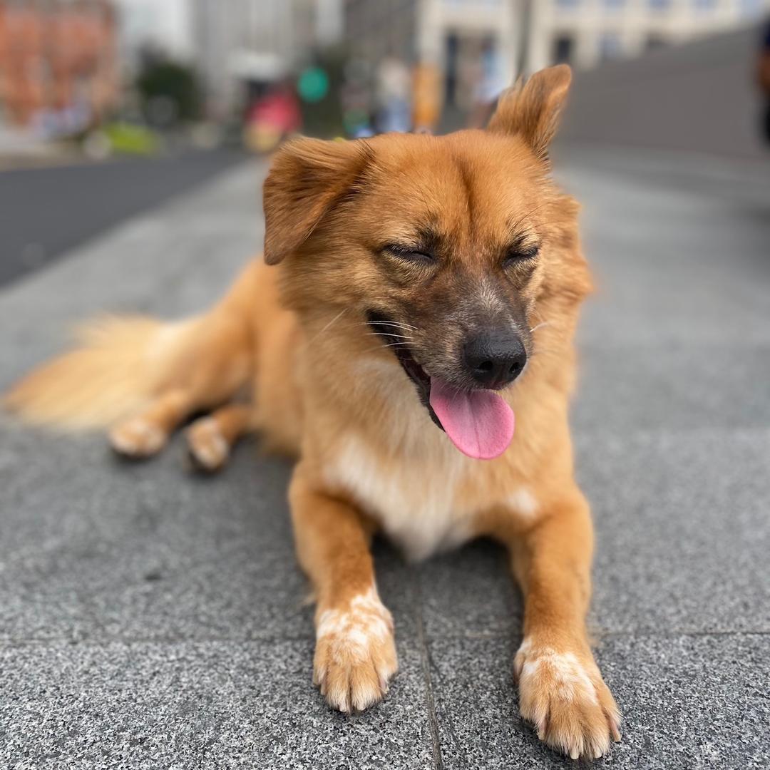 LOLA 土狗