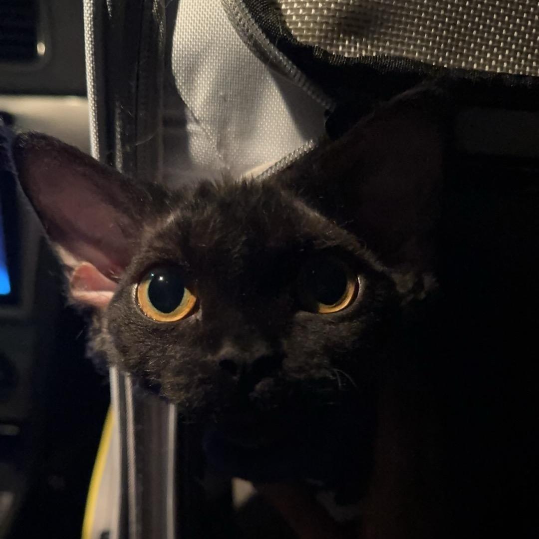 海胆是只德文狗