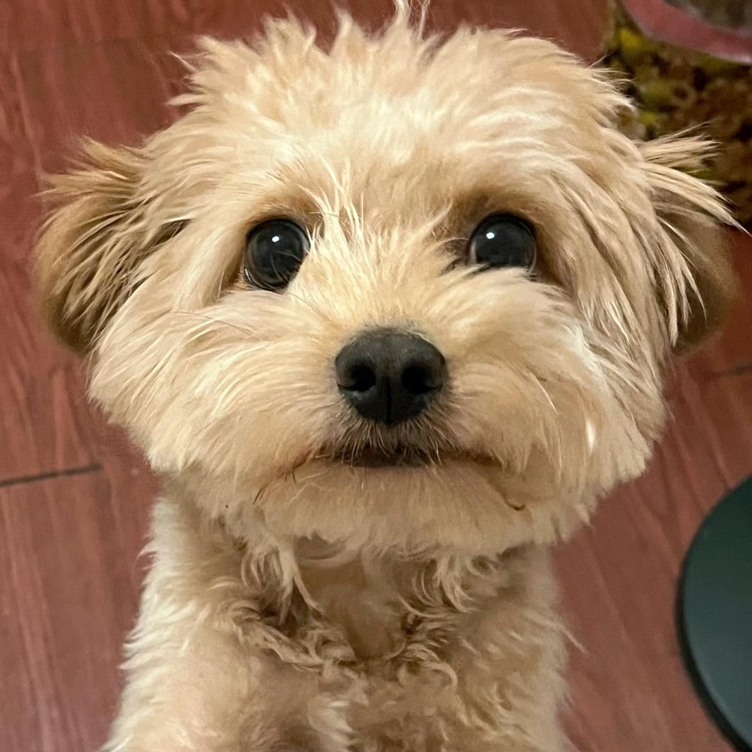 Sillage🌸（见过黄子版）