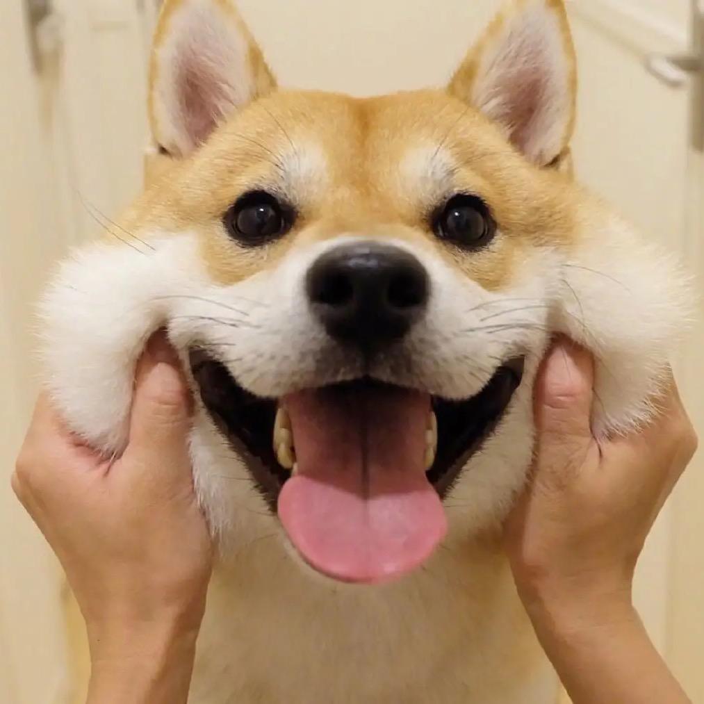 泰州莱恩精品犬舍(涛哥)