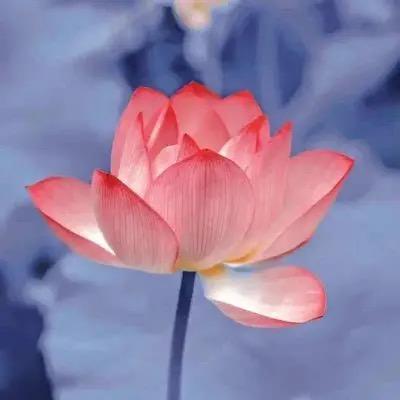 珍姐爱生活