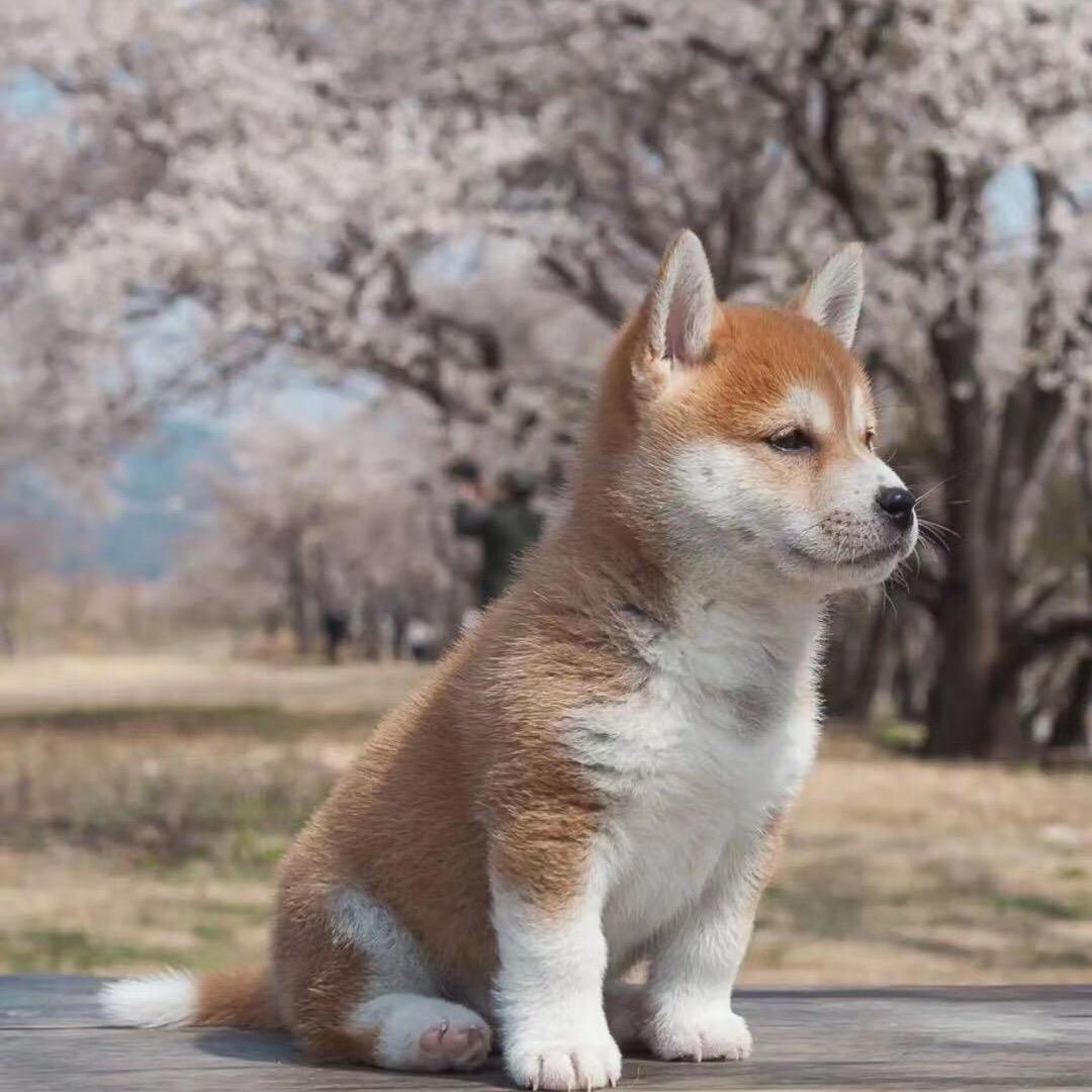 万里長风