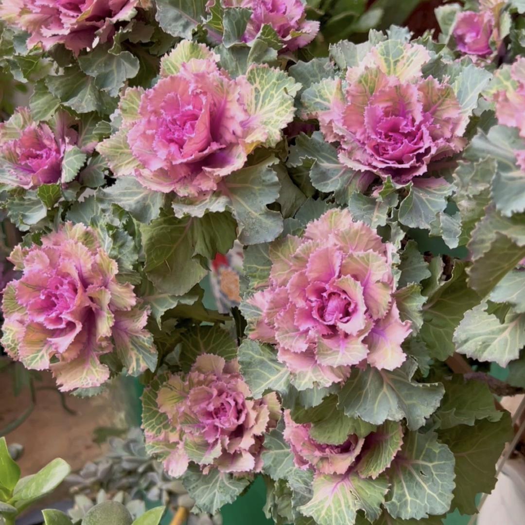 珞花园艺
