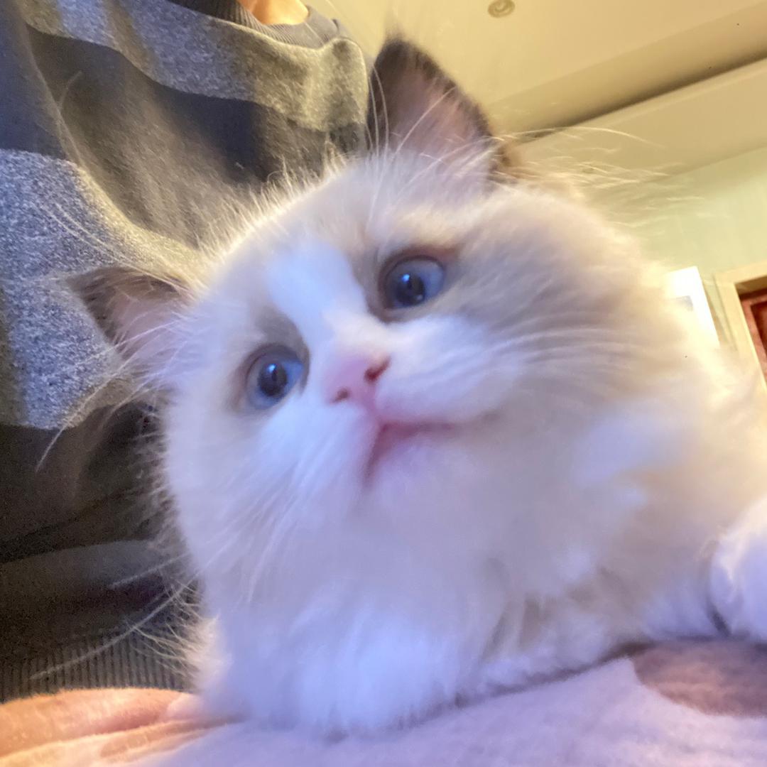 奶茶五分糖不加冰