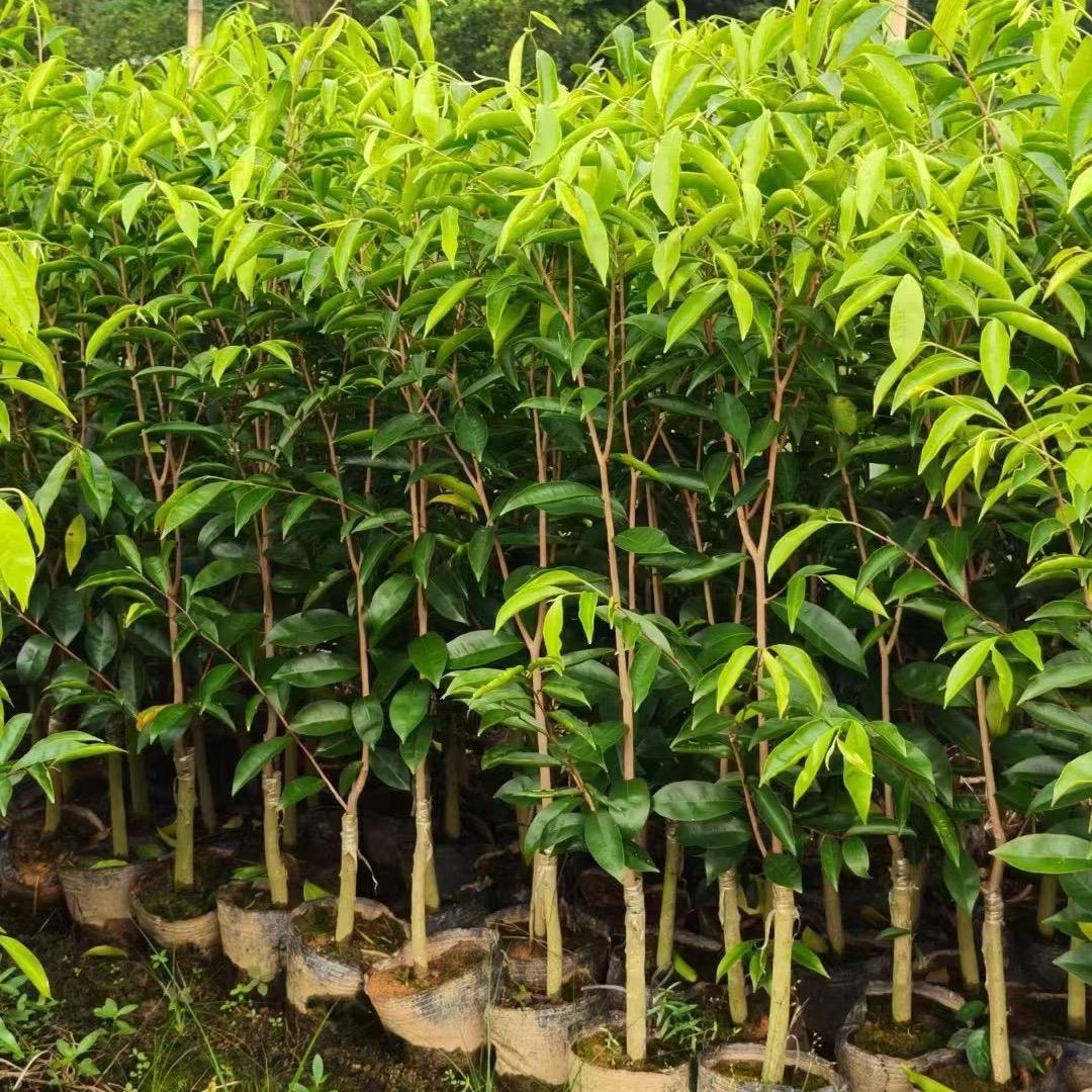 茂佳苗木种植场