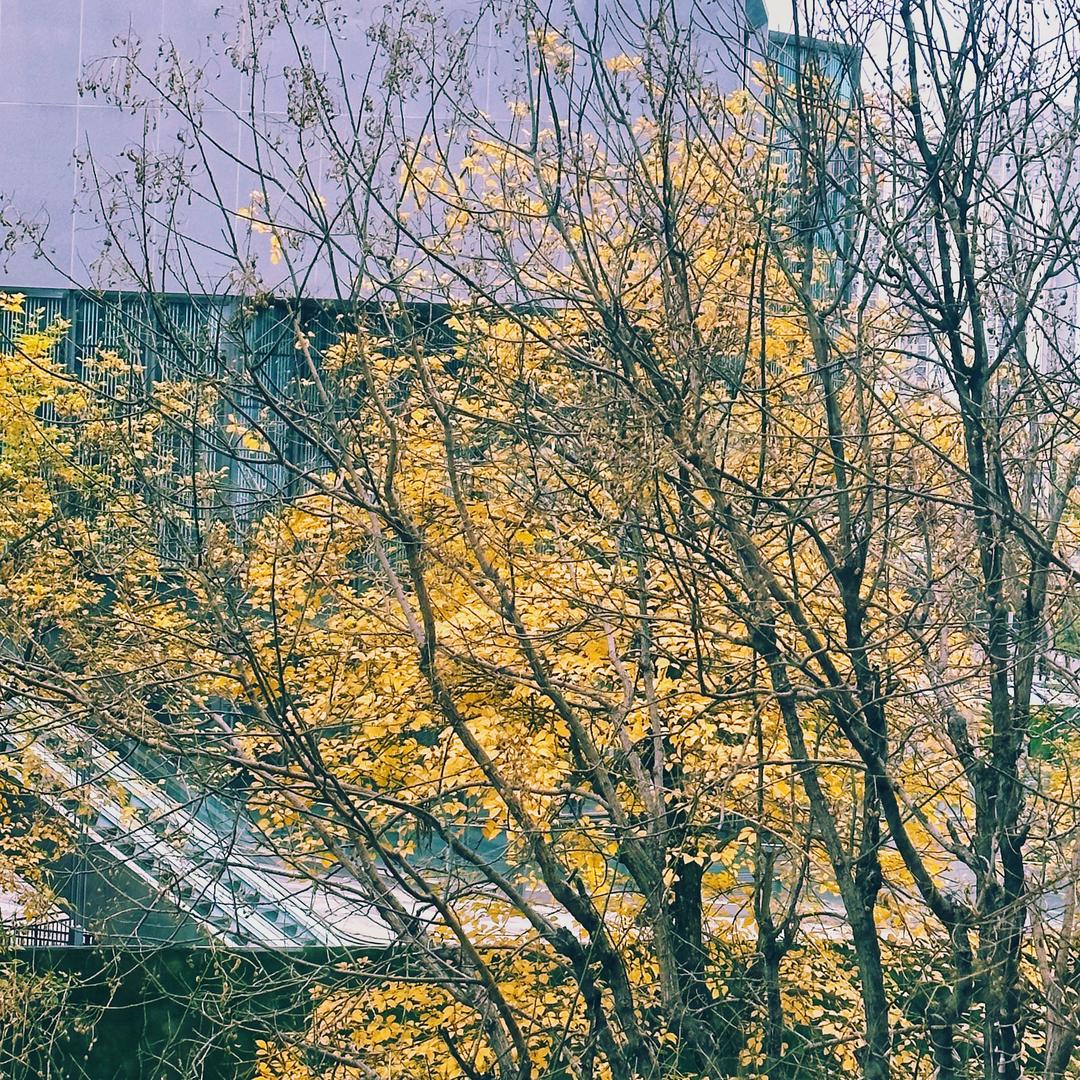 爱吃香菜折耳根