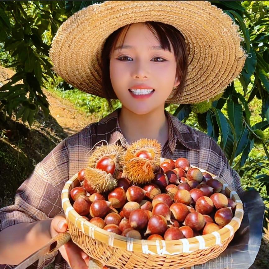洋滚滚(建瓯锥栗)