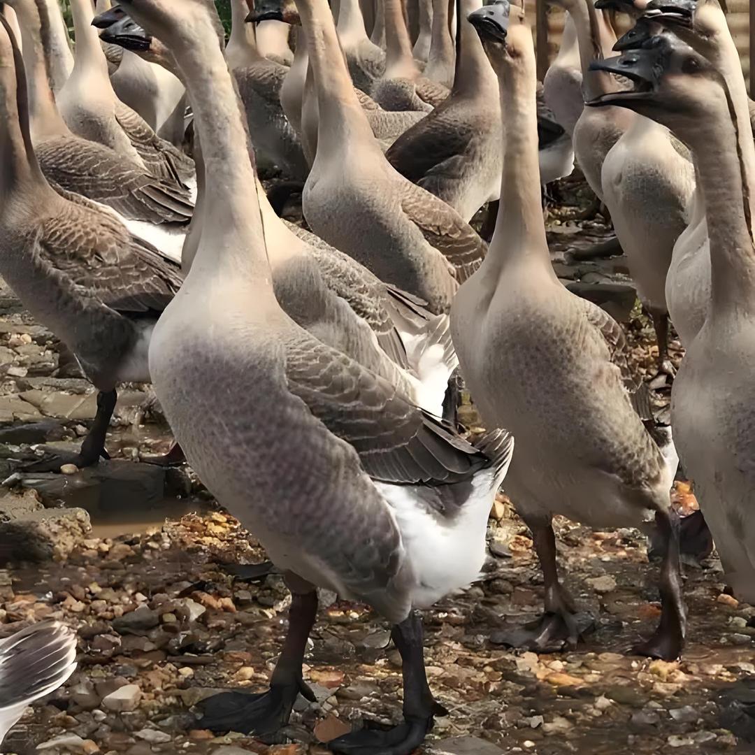 吴家农牧生态养殖园