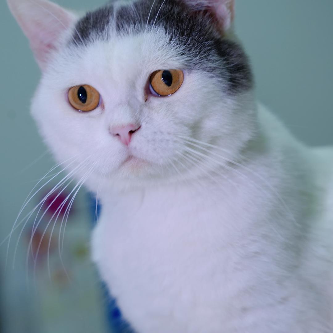 👉兮兮👈｜王者荣耀｜