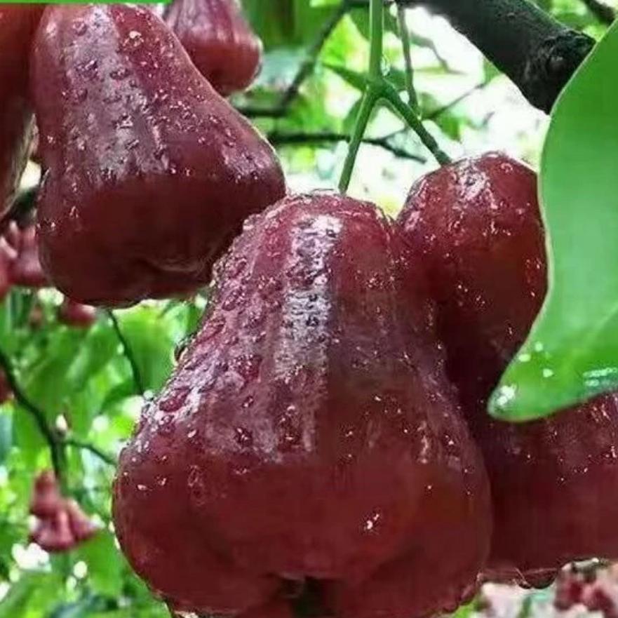 幽果匠生鲜水果