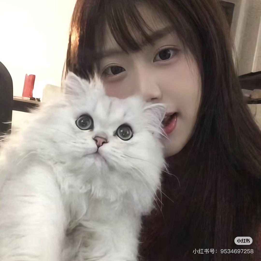 小夜猫😼