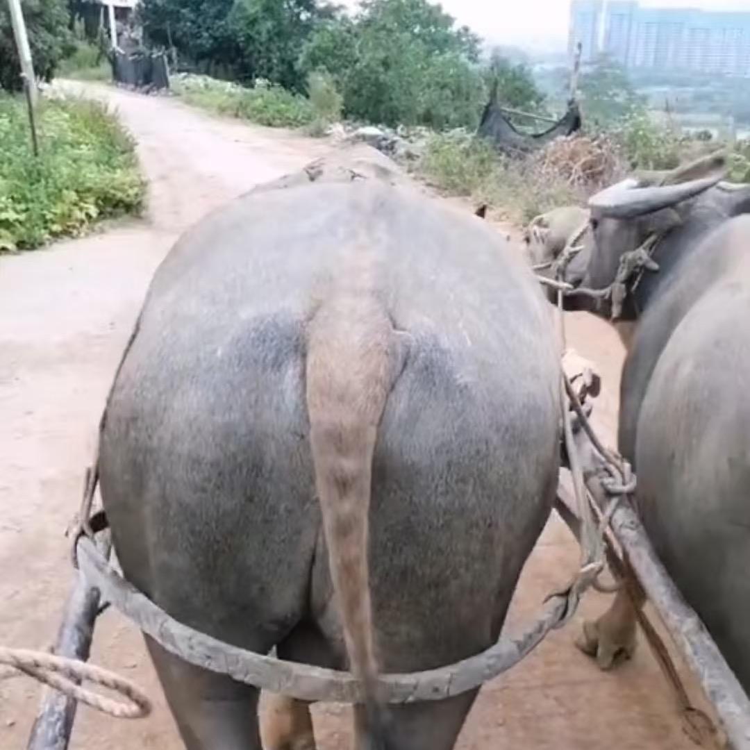 牛郎