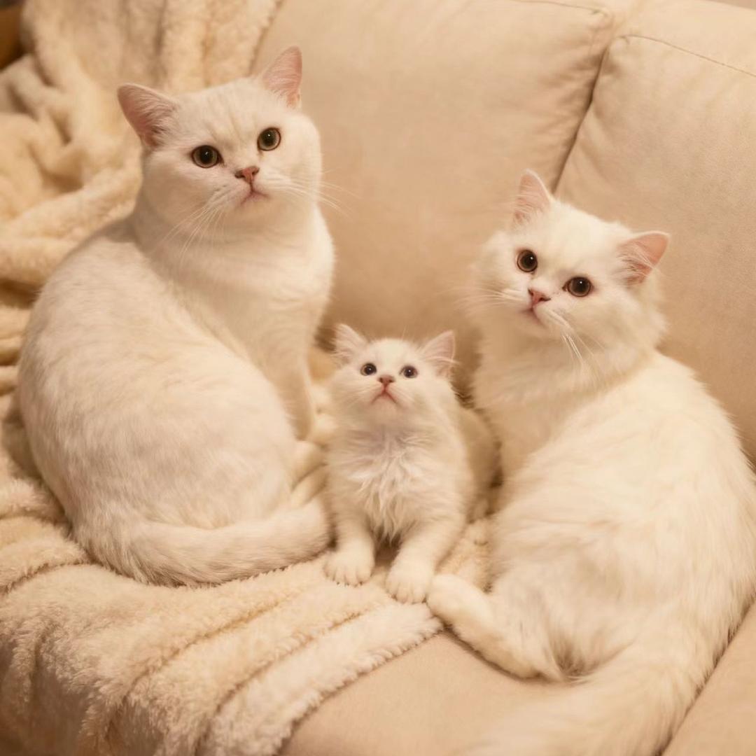 三只傻猫*