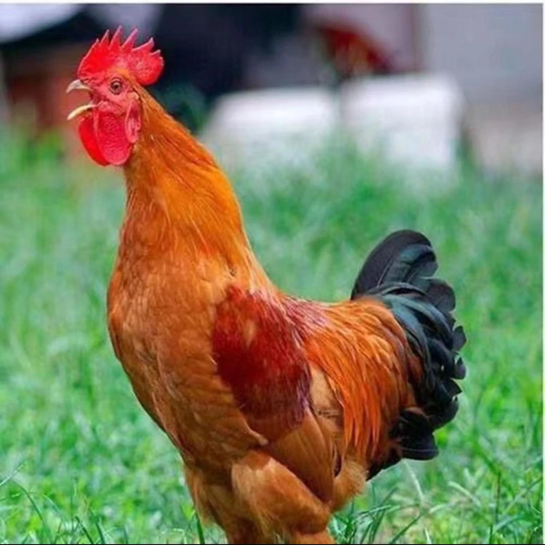 佳佳牧场