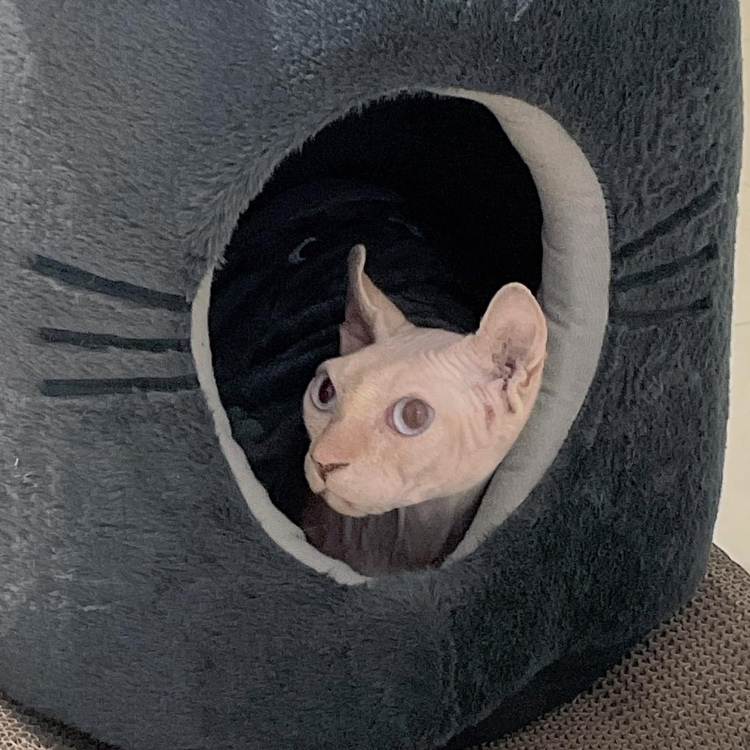 无毛猫帝帝（洗猫博主）