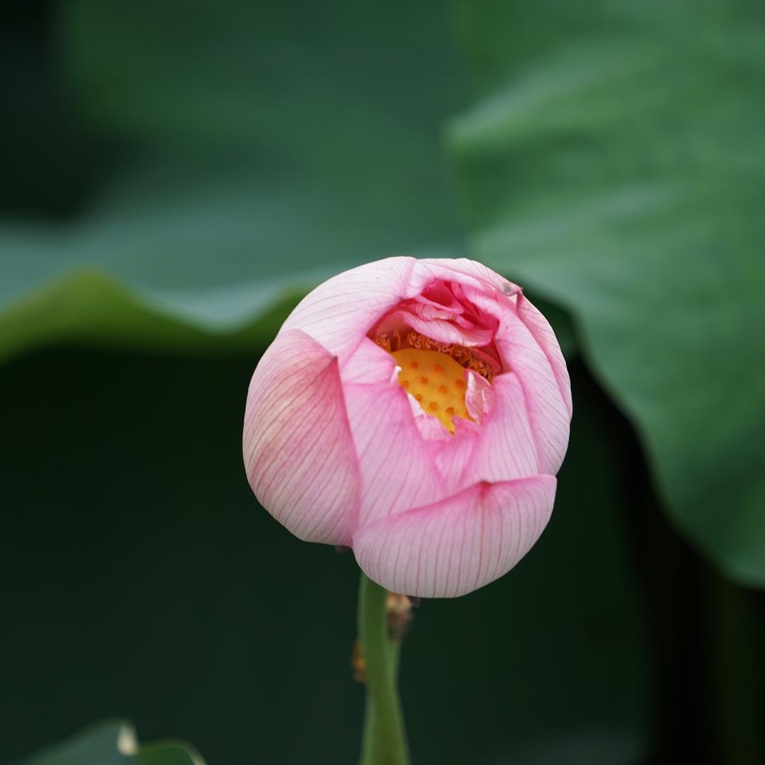 红珍