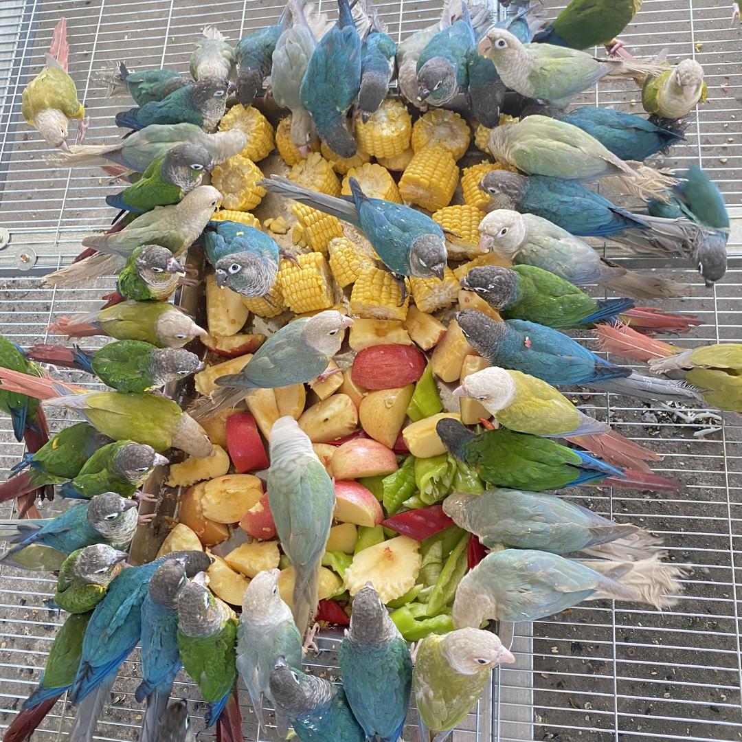 南阳顺欣鹦鹉养殖场