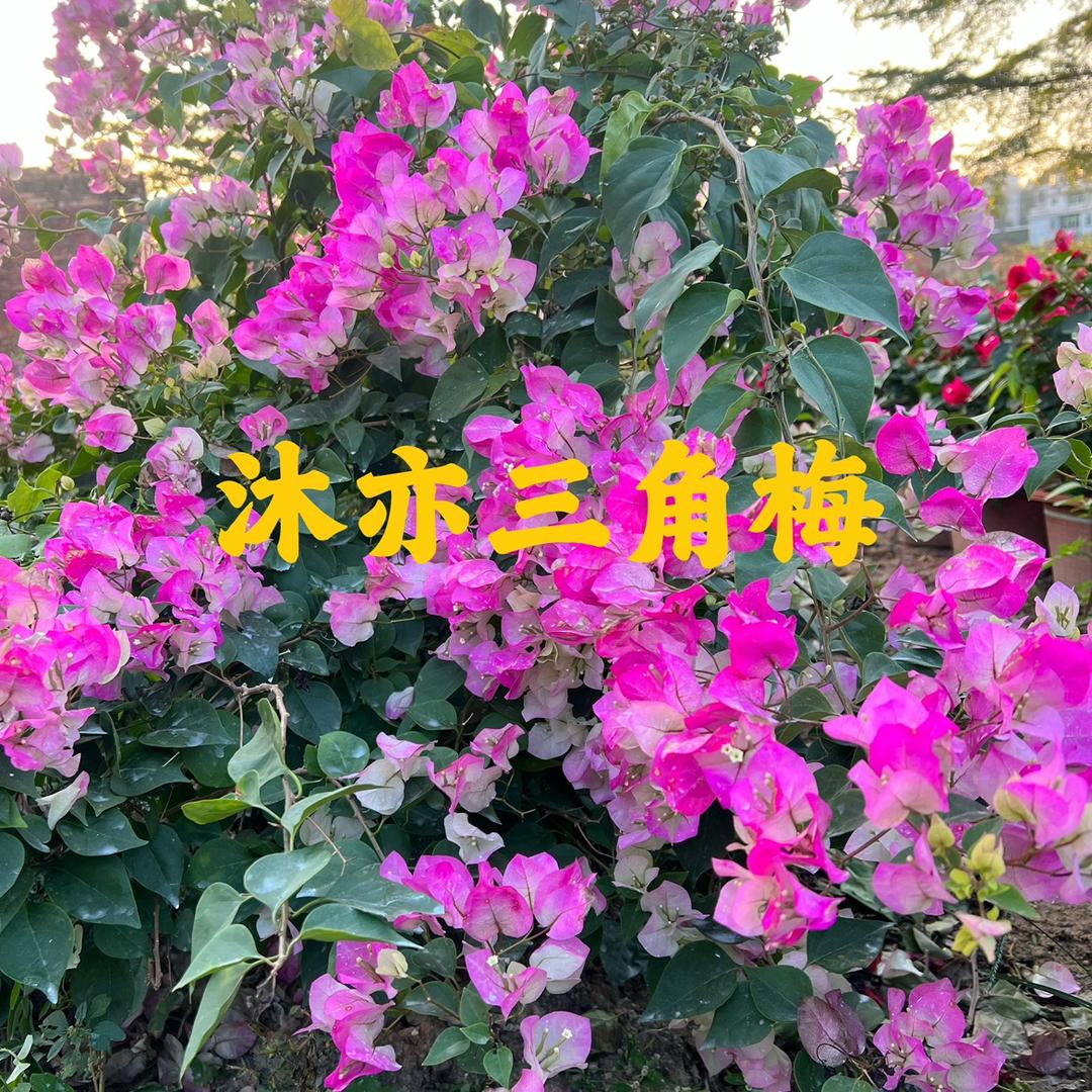 沐亦三角梅基地