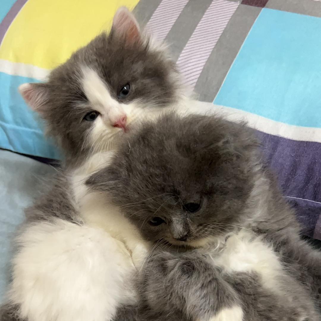 爱🐱的老阿姨