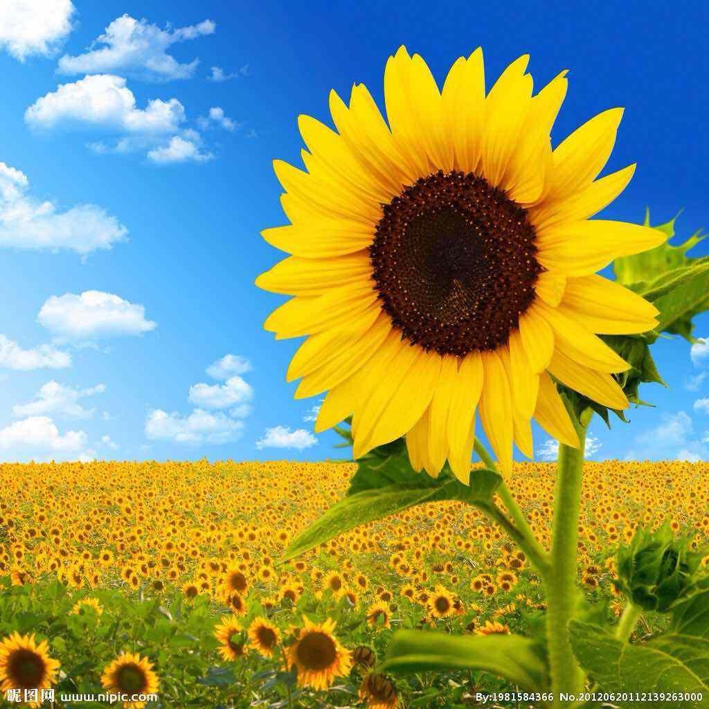 永远的Sunflower