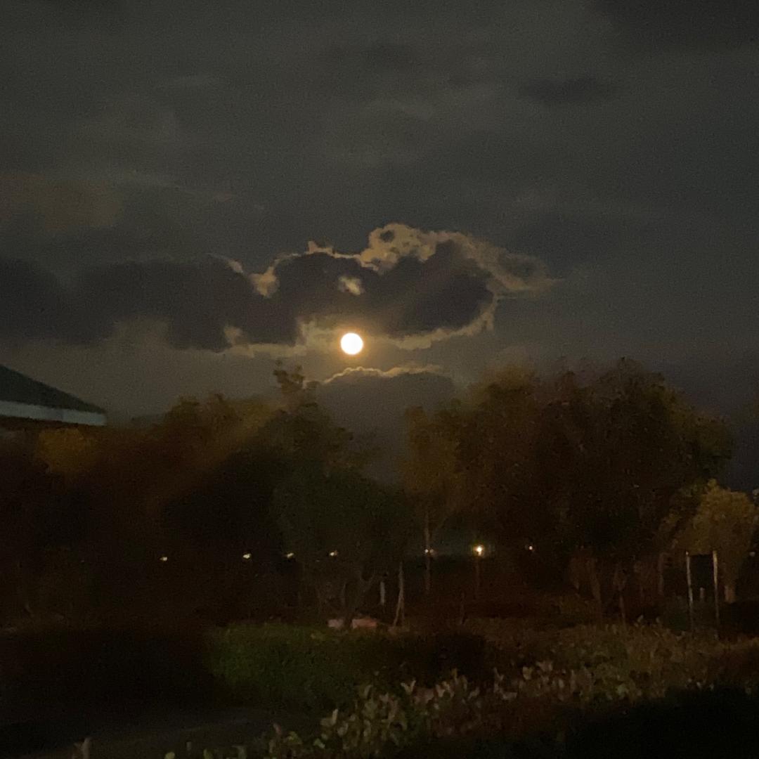 理不李
